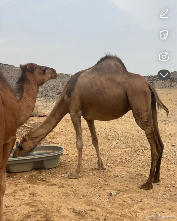 ناقه للبيع 1