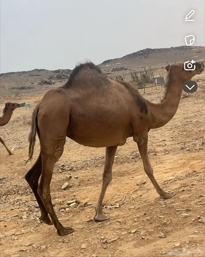ناقه للبيع 2