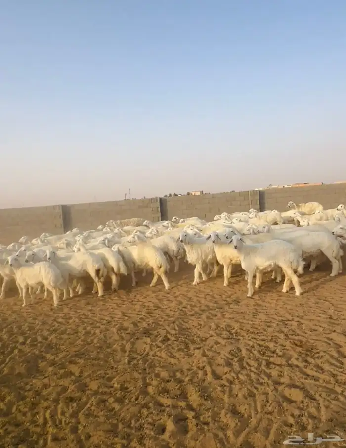 رخال حريات حرش 98 بالغحول 4 5