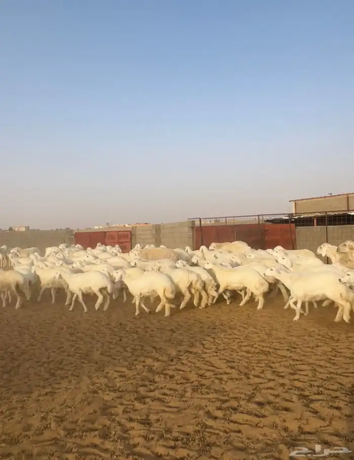 رخال حريات حرش 98 بالغحول 4 0