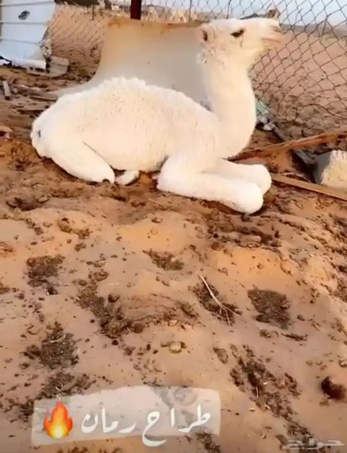 بعير رماني كفوو 3