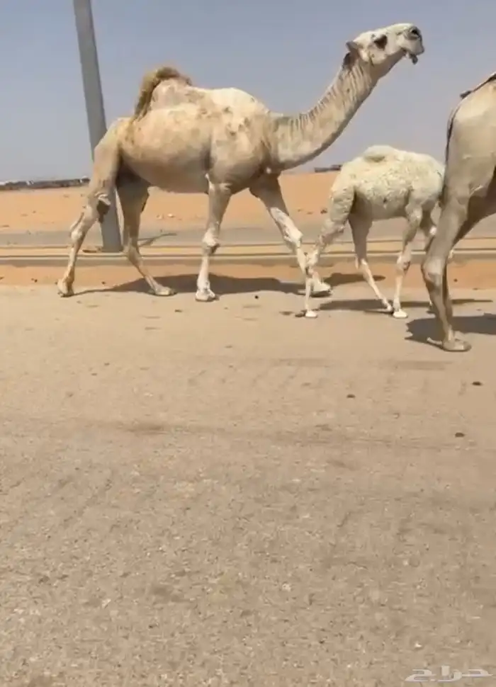بعير رماني كفوو 1