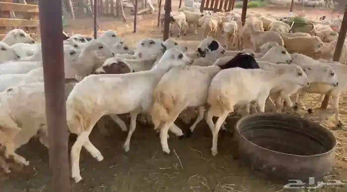 رخال رفيدي من 750 0