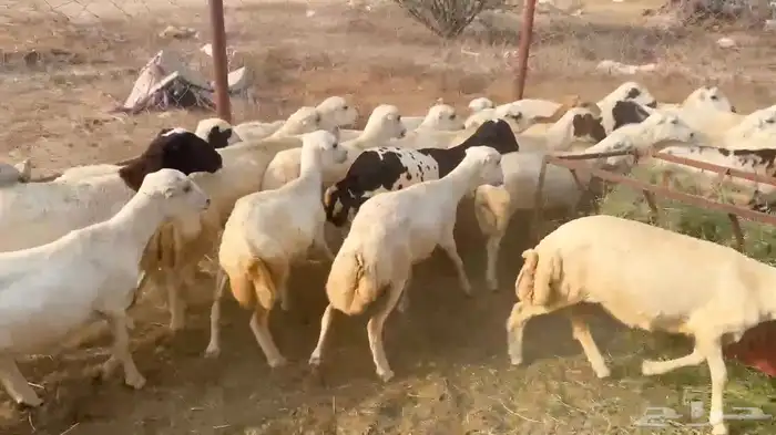 رخال رفيدي من 750 3