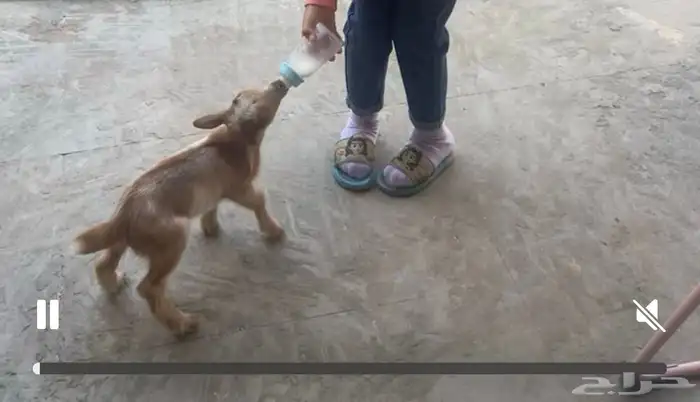 ماعز قزم بيور 3