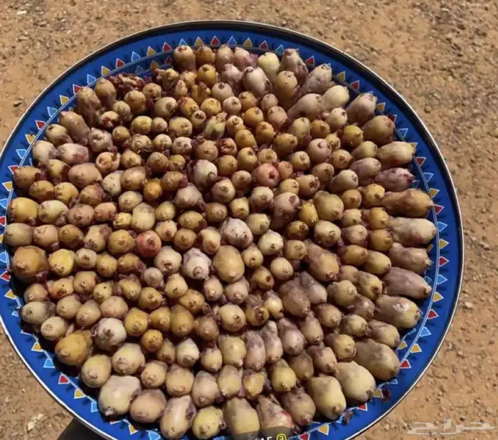 بقلاوه اغسطس 0