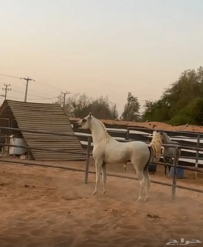 حصان واهو مصري 0