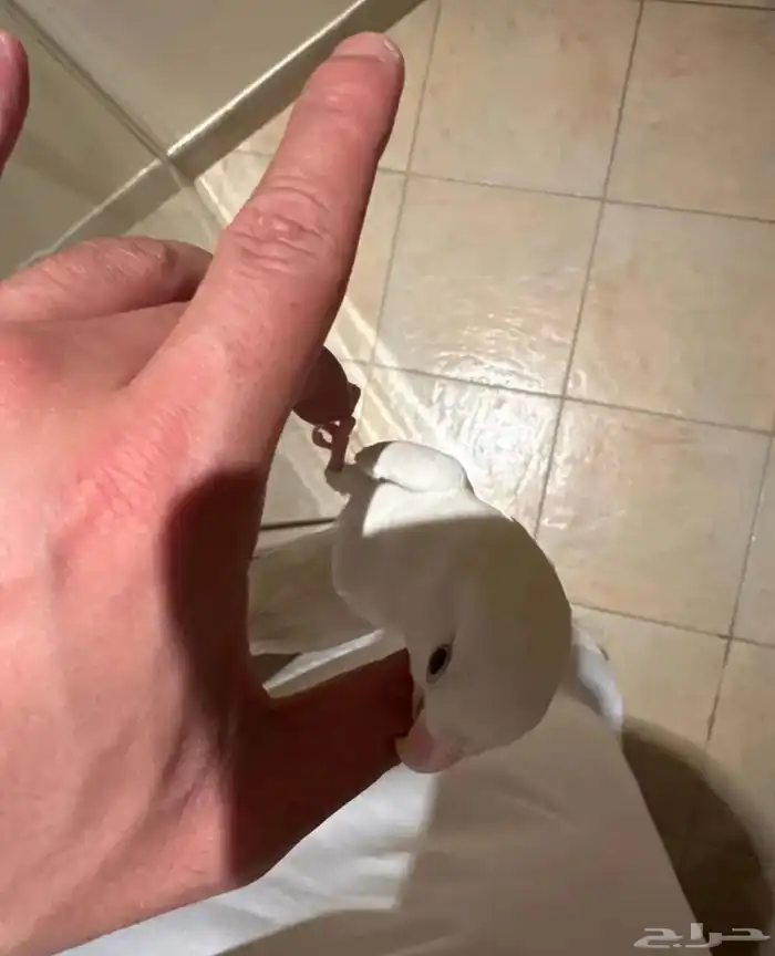ببغاء روز البينو هدد 2