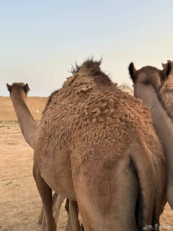 قعود قصب للبيع 0