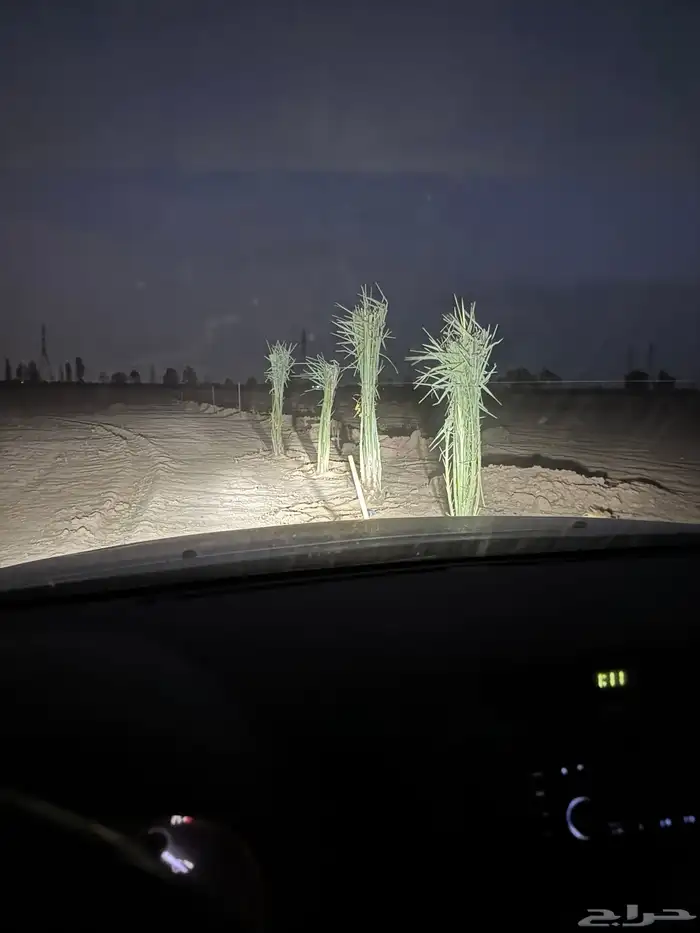 نخيل لبيع 6