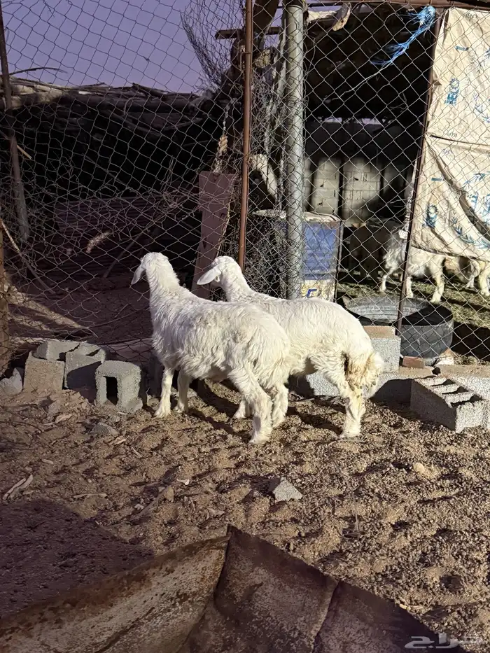للبيع طليان من عيال غنمي فل شحم ع البرسيم والشعير ذبايح 6
