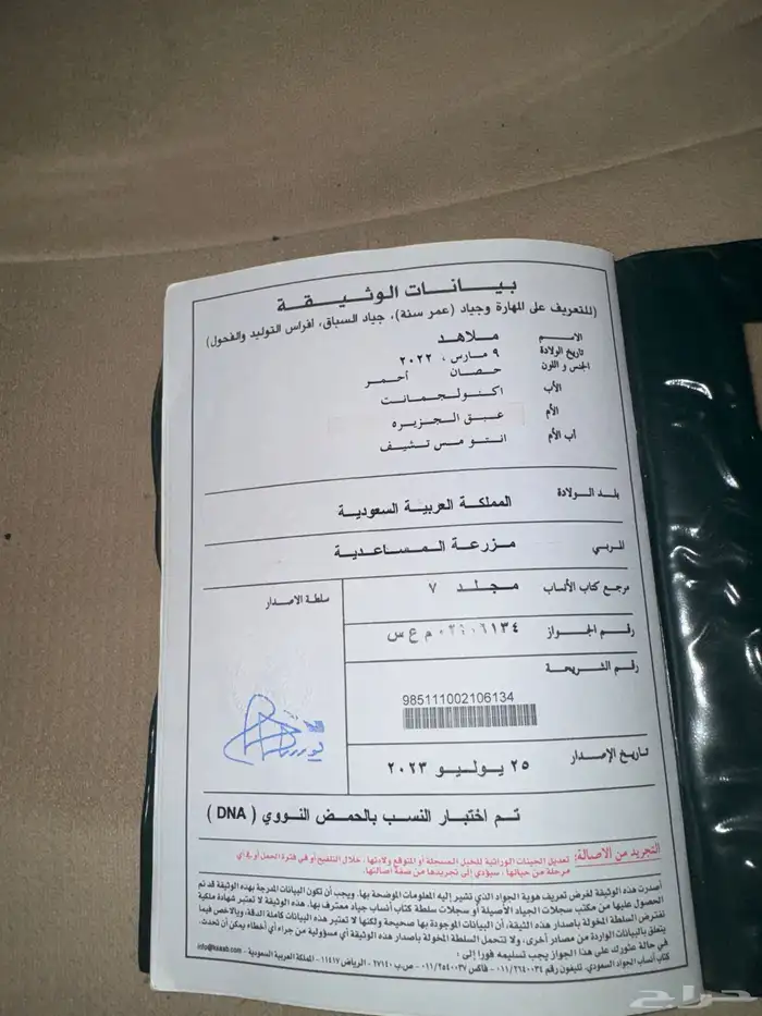 حصان قفز ثروبريد 3