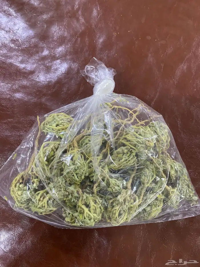 عشبة كف مريم 0