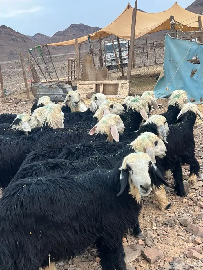 رخال نجد جذعات جروم ( تم البيع) دف 33