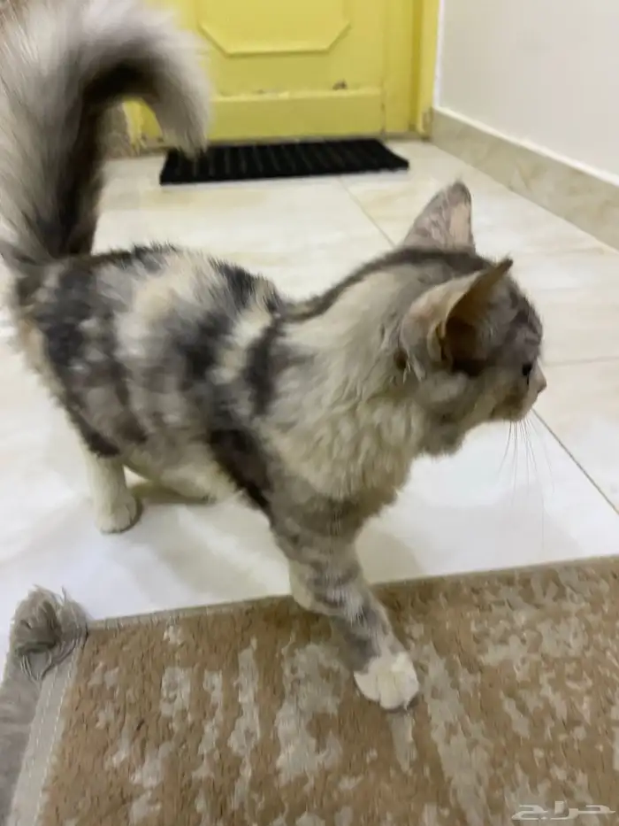 قطط للتبني 0