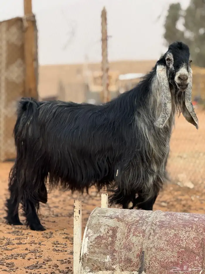 للبيع فحل عارضي منتج 2