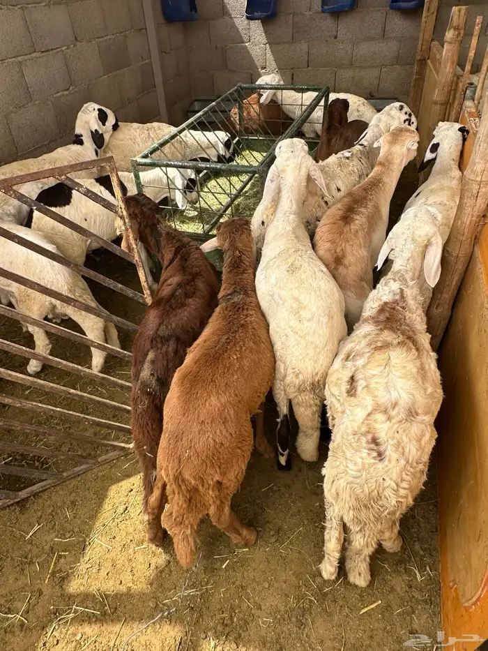 سواكن بيض بلديه معها 4 حمري مستورده لحالهن 1