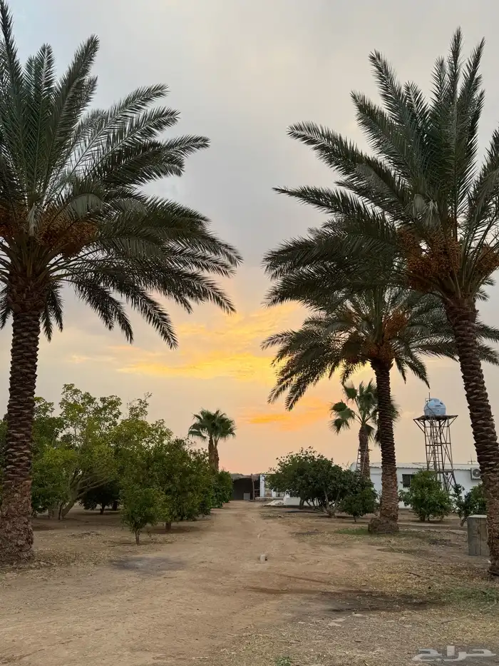 محصول نخل 3