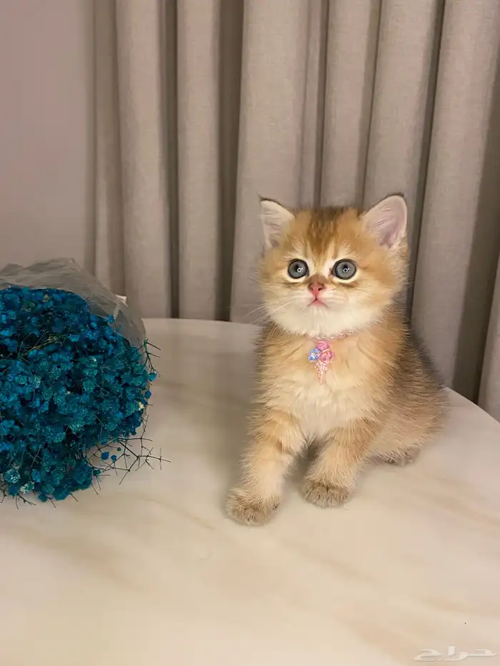 قطط سكوتش للبيع 0