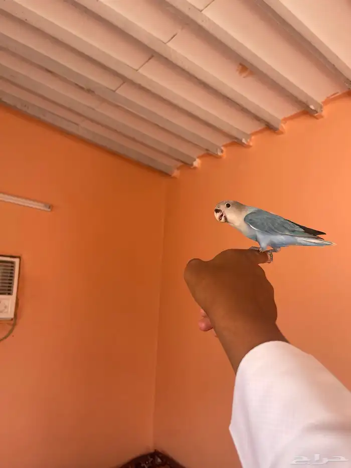 ببغاء روز 2