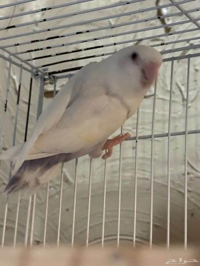 ذكر روز 2