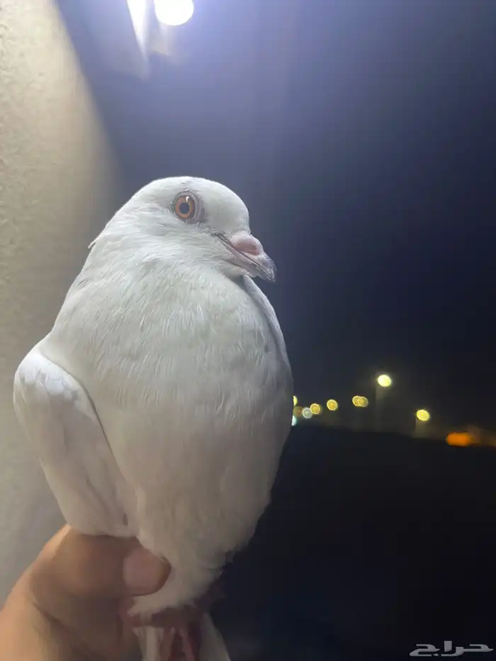 حمام للبيع هندي وا عراقي 4