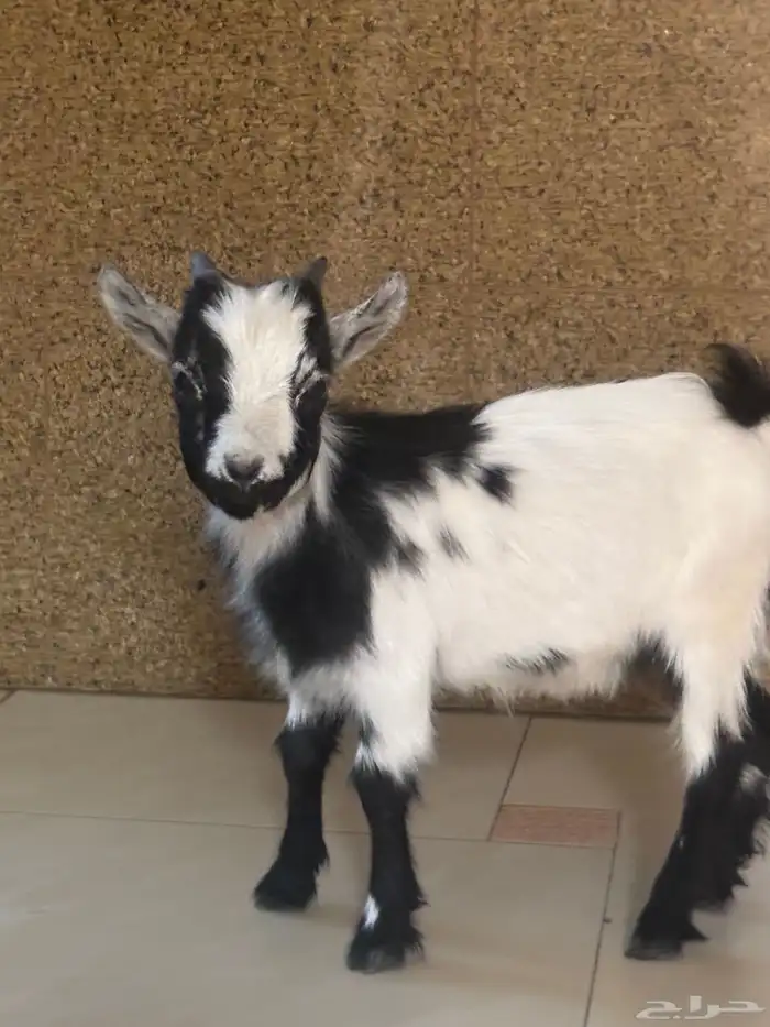 الرياض 0