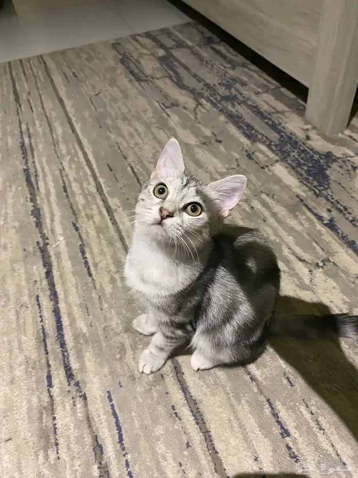 قطه سكوتش بريتش شورت هير 2