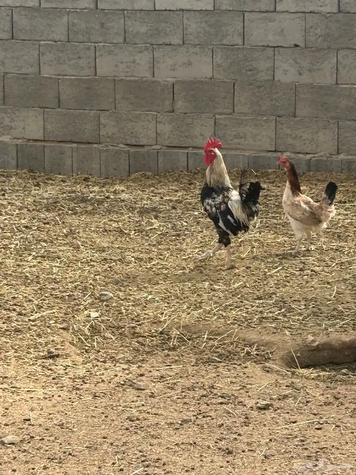 دجاج وديك برهما ودجاج مكنتوش 37