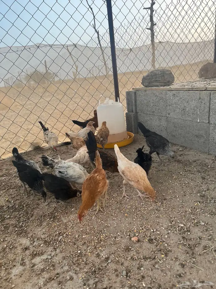 فروخ دجاج بلدي 3
