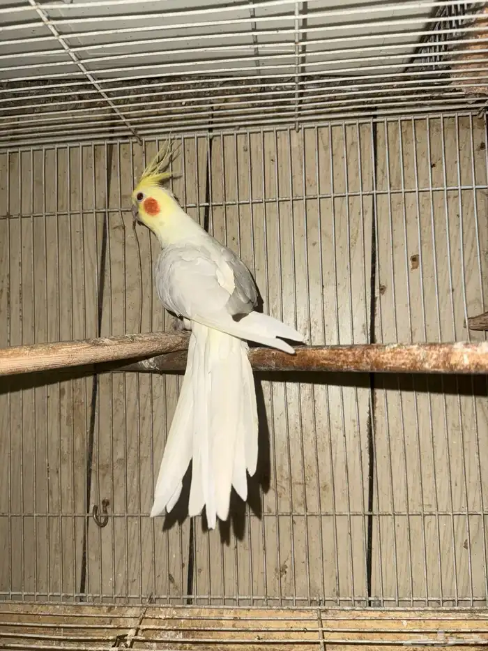 ذكر كروان منتج شرط 7