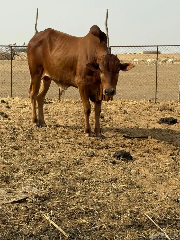 بقره وحسلان للبيع 6
