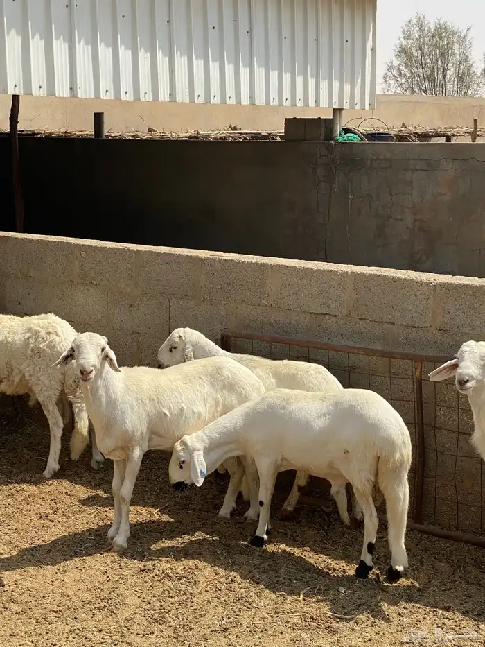 سواكن مربعات 2