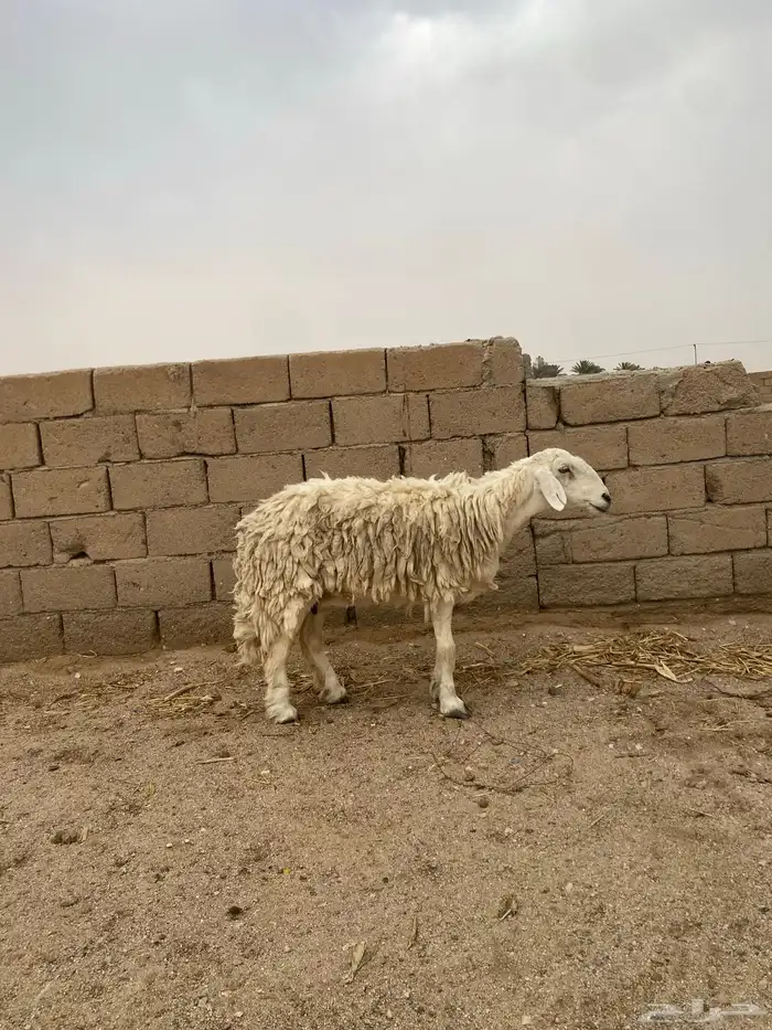 نعجه تامه مضرع لها ثلاث شهور 1