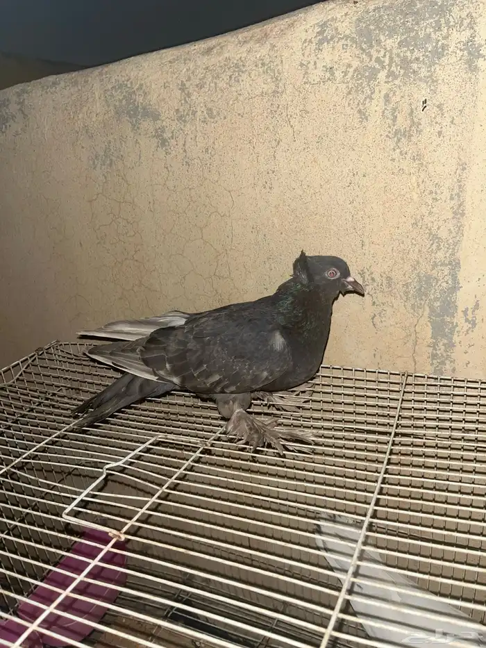 حمام للبيع هندي وا عراقي 0