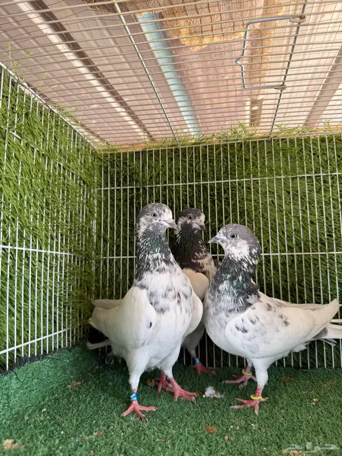اناثي على ولا بيور اساس 4