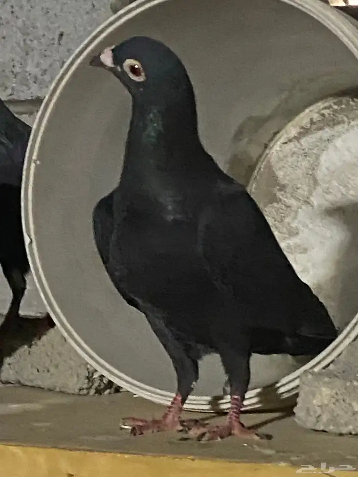 حمام للبيع 6