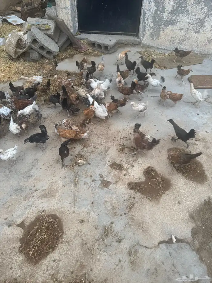 دجاج بلدي العمر شهر واسبوع شرط من جميع الامراض 2