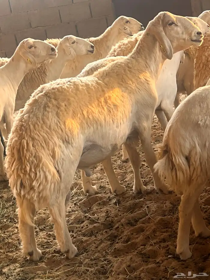 غنم حريات حرش 4