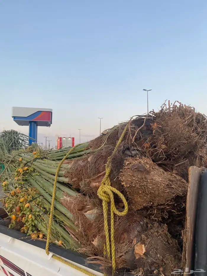 خلاص كبار بتمره 3