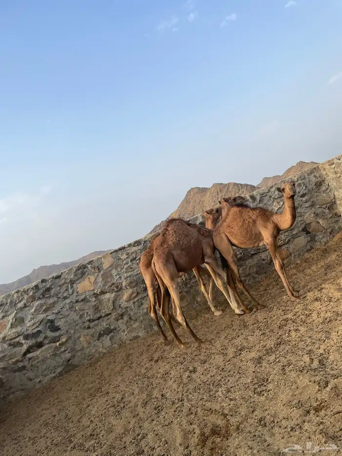 قعدان للبيع 6