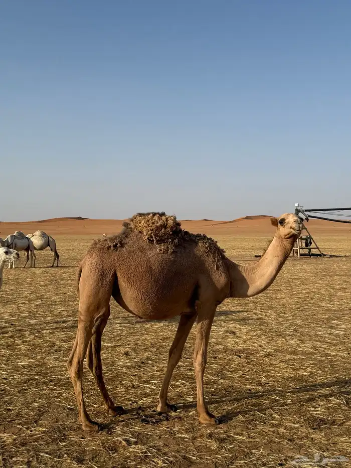بكره للبيع 2