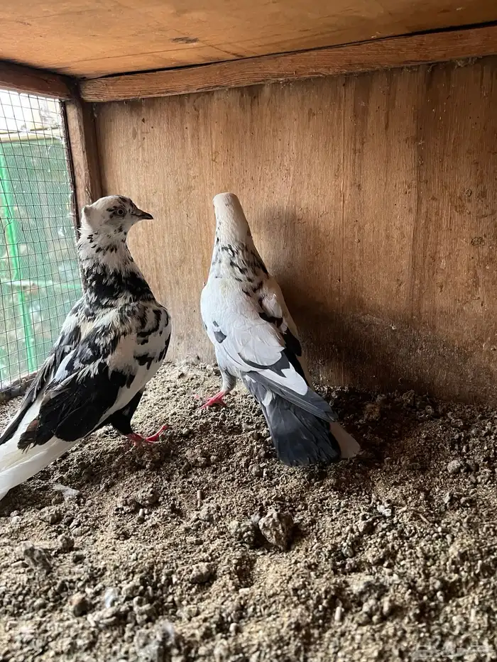 حمام قطايف للبيع 4