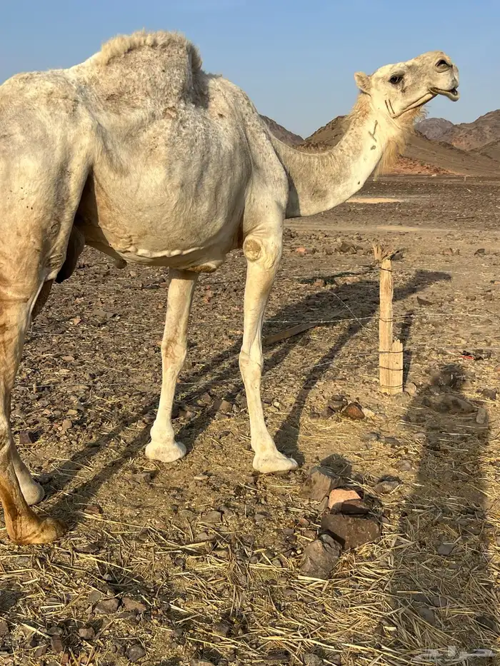 ضريبه وضحاء ب7500 تم البيع 1