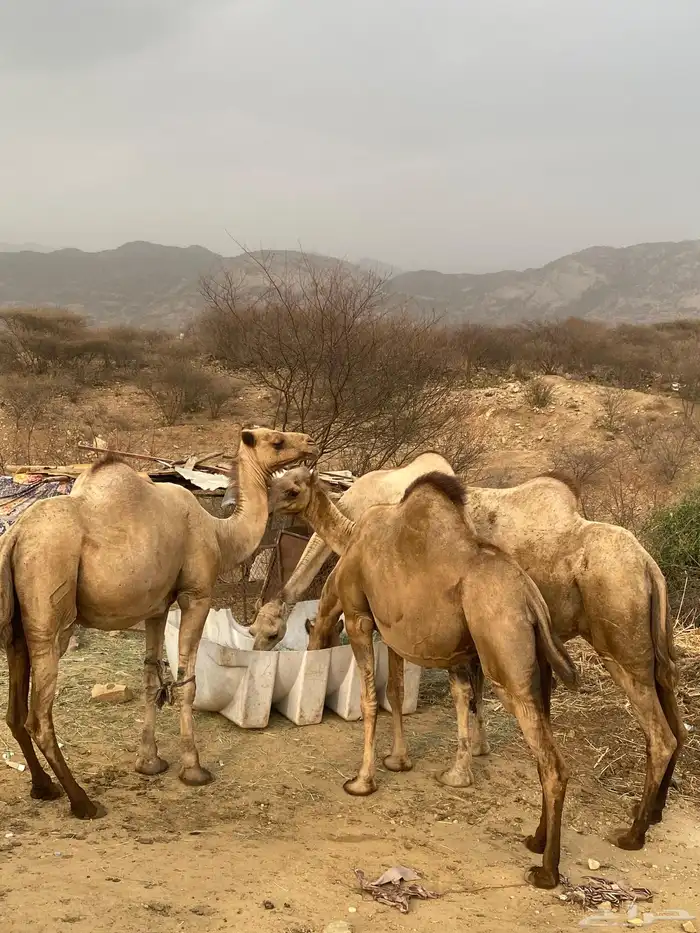 ابل 4نياق للبيع 4