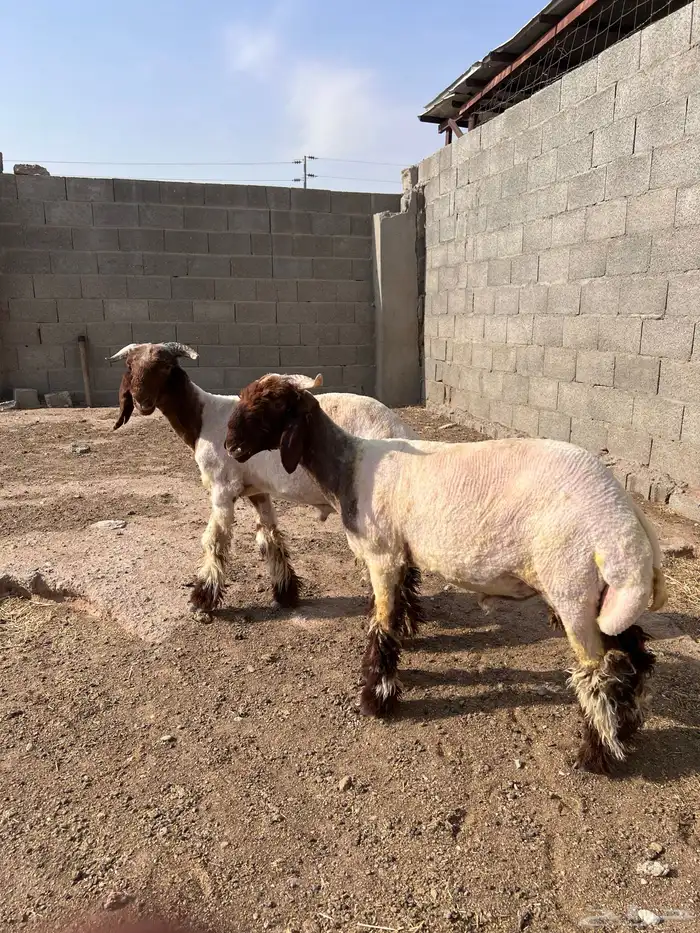خرفان صنف 4