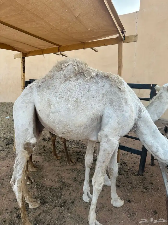 قعود حاشي قعدان حشو مفرود مفاريد بكره بكار مفاريد 0