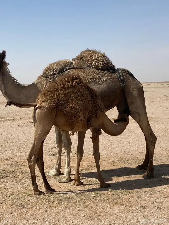 قعود طيب على حليب أمه 1