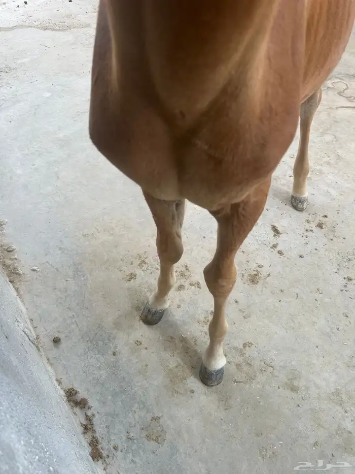 مهر شعبي 1