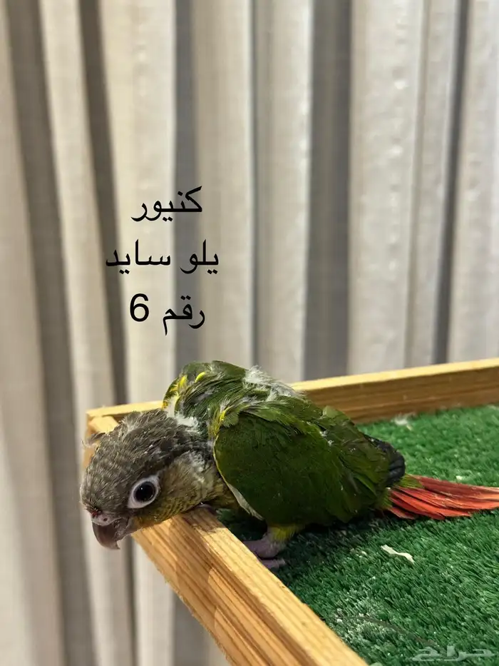 فروخ كنيور غر 5